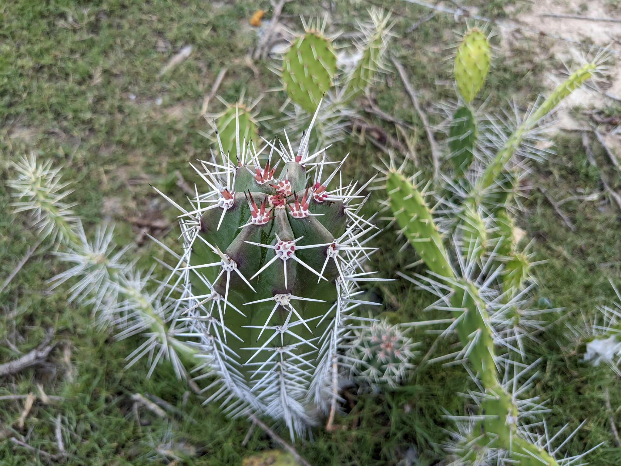 Stenocereus griseus 